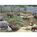 宁夏野猪养殖基地出售各种大小野猪及野猪肉 