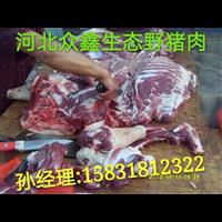 北京野猪养殖技术-北京野猪肉价格-生态野猪养殖基地 