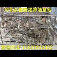 重庆野猪养殖技术-重庆野猪肉价格-生态野猪养殖基地 