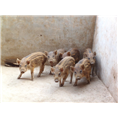东营野猪养殖 德州野猪肉价格 泰安野猪苗 