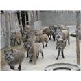 2014**野猪肉价格查询 河南山西野猪肉 