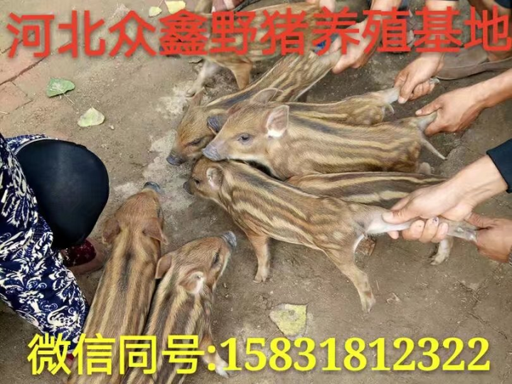 新乡野猪苗价格 河南**野猪养殖基地 