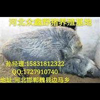 河南洛阳野猪养殖交易中心 、野猪养殖前景不错 