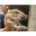 资阳野猪养殖场内江野猪肉眉山野猪苗 