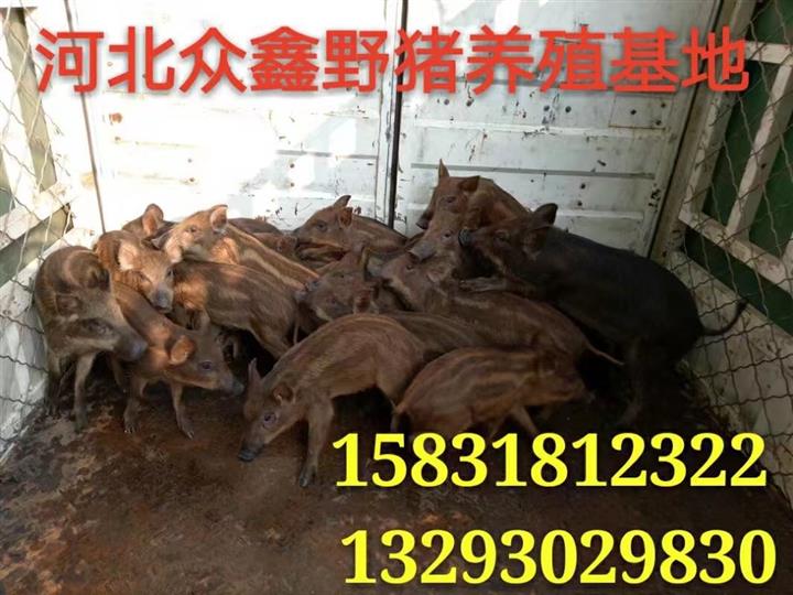 安徽野猪养殖技术-安徽野猪肉价格-生态野猪养殖基地 
