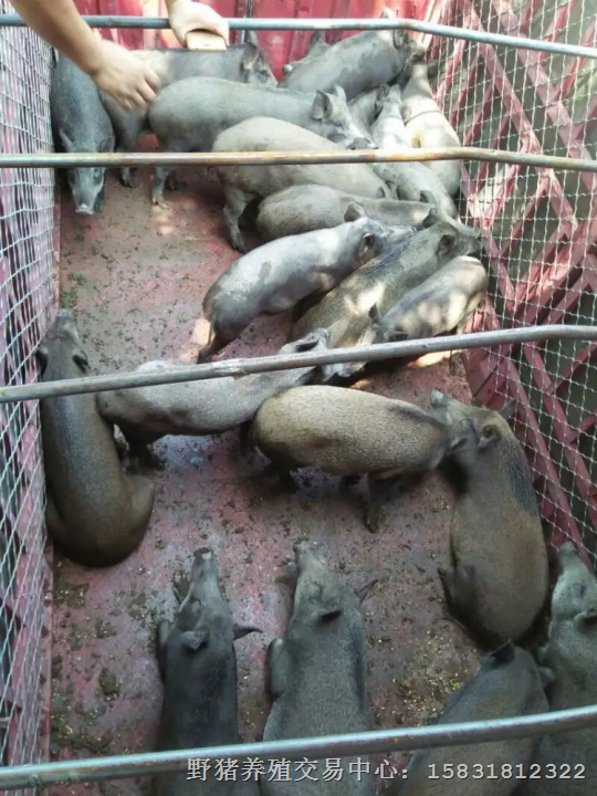 南京野猪养殖 江苏**的野猪养殖交易中心 