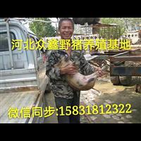 甘肃野猪养殖技术-甘肃野猪肉价格-生态野猪养殖基地 