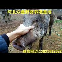 中国**的纯种野猪养殖基地-