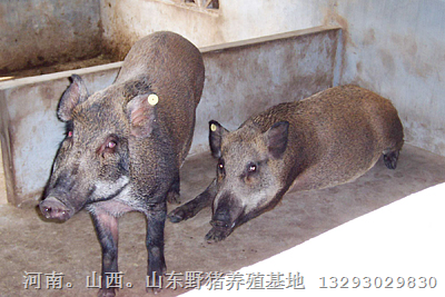 野猪肉！野猪肉价格！野猪肉的做法 