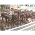 聊城野猪养殖基地出售各种大小野猪及野猪肉 