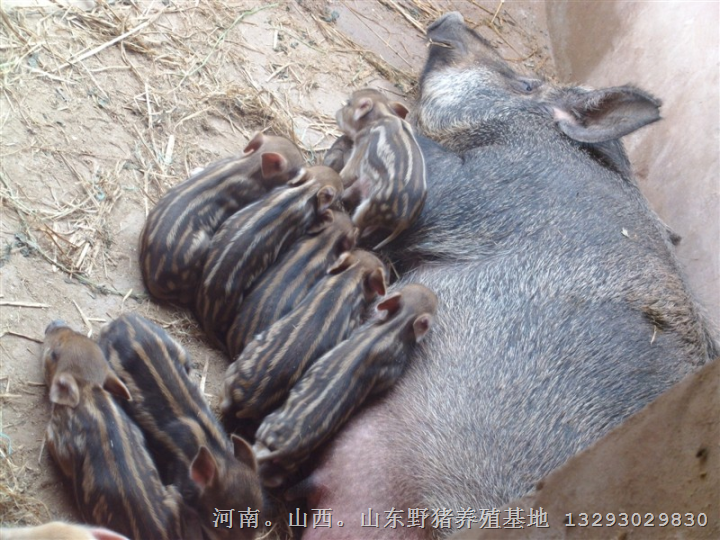 济宁野猪肉价格 泰安日照野猪养殖基地 