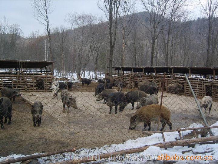 密云野猪养殖基地 延庆野猪肉生态园 