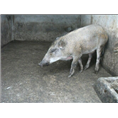 烟台野猪肉价格 莱山长岛龙口特种野猪肉批发 