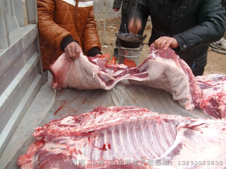 渭南野猪肉 延安野猪肉 榆林野猪肉价格 