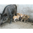 东营野猪肉价格 河口垦利利津大型野猪养殖繁育基地 