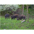 河南南阳野猪养殖场许昌野猪肉价格查询 