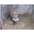 河南平顶山野猪养殖 南阳野猪养殖场 开封生态野猪养殖基地 