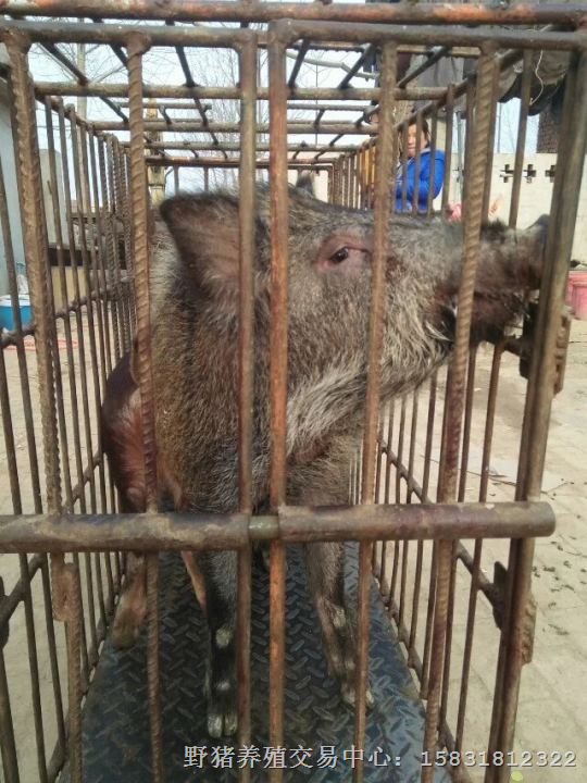 野猪肉 绿色健康特种野猪肉 野猪肉价格 