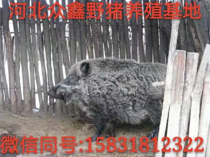 河北野猪养殖技术-河北野猪肉价格-生态野猪养殖基地 
