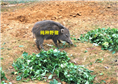 云南野猪养殖|湖北野猪养殖|河南野猪养殖基地 