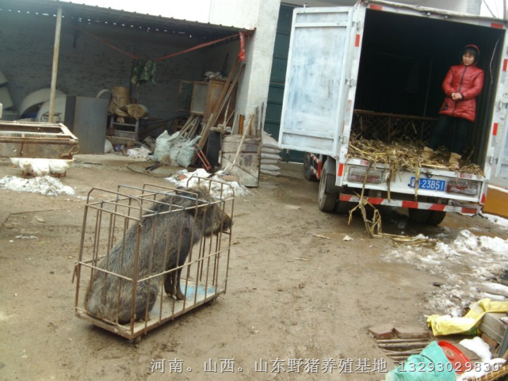 江苏纯种野猪 安徽纯种野猪 湖北大型野猪养殖基地 