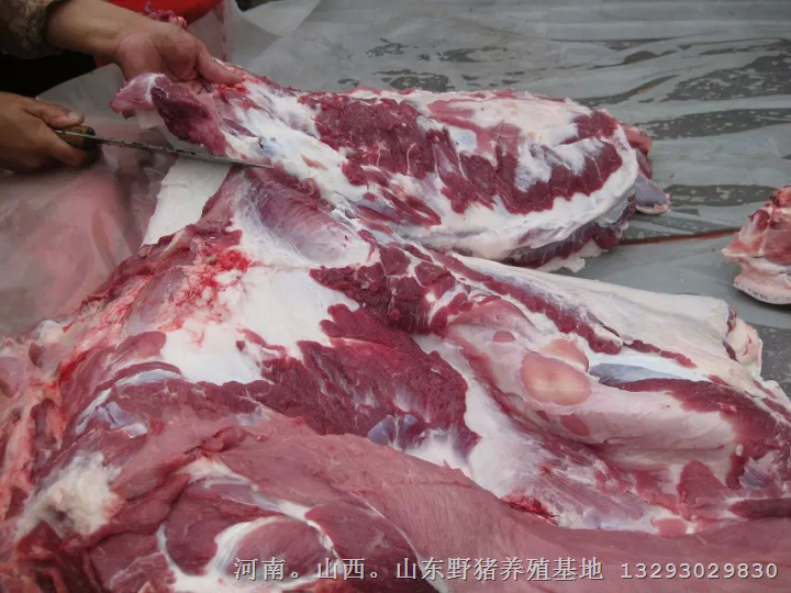山东野猪肉价格 菏泽潍坊淄博野猪养殖基地 