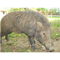 纯种野猪养殖 纯种野猪价格 纯种野猪养殖基地 
