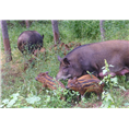 山西小野猪饲养场常年批发野猪肉及野猪苗 