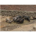 纯种野猪养殖 特种野猪养殖 野猪肉供应 