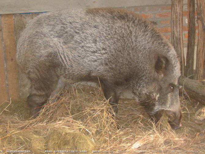 山西绿色野猪养殖基地提供生态野猪肉 