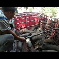 特种野猪肉 散养绿色健康野猪肉火热销售中 