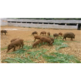 河南特种野猪 河南纯种野猪 河南野猪养殖合作社 
