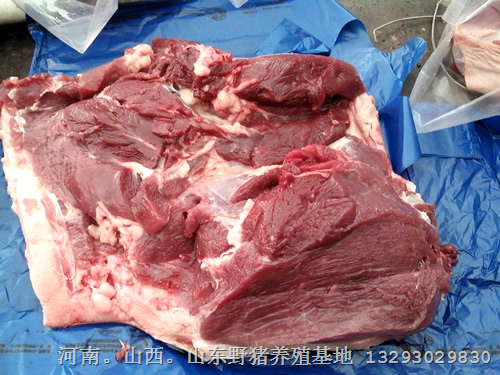 鄂州野猪肉专卖店 荆门特种野猪肉 黄冈野猪苗价格 