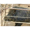 济南野猪%济南野猪养殖%济南野猪批发 