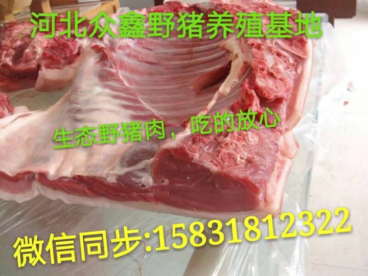 野猪行情  2017**野猪肉价格 