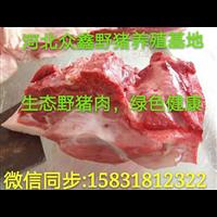 江西野猪养殖技术-江西野猪肉价格-生态野猪养殖基地 