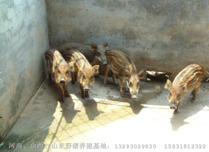 野猪苗价格 特种野猪苗 纯种野猪苗 