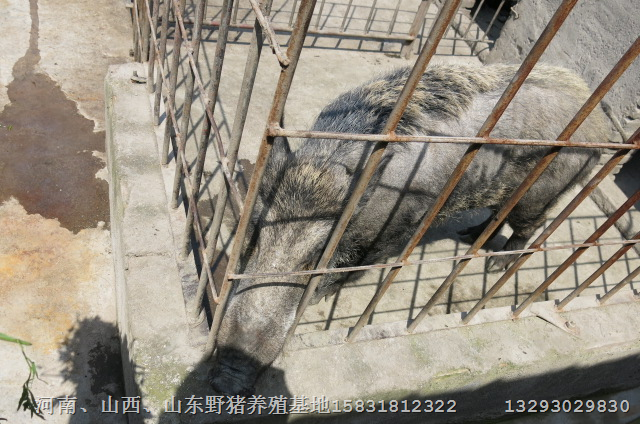 周口特种野猪驻马店纯种野猪价格南阳野猪肉 