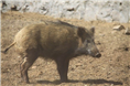 河南野猪肉|山东野猪肉价格|特种野猪肉 