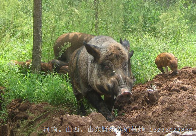 江西野猪苗价格-南昌九江野猪养殖基地 