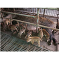 野猪肉 特种野猪肉 生态野猪肉 
