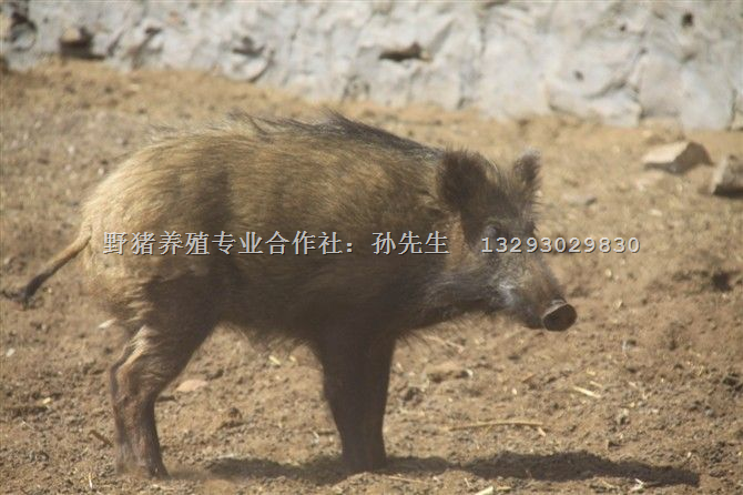 河南野猪肉|山东野猪肉价格|特种野猪肉 