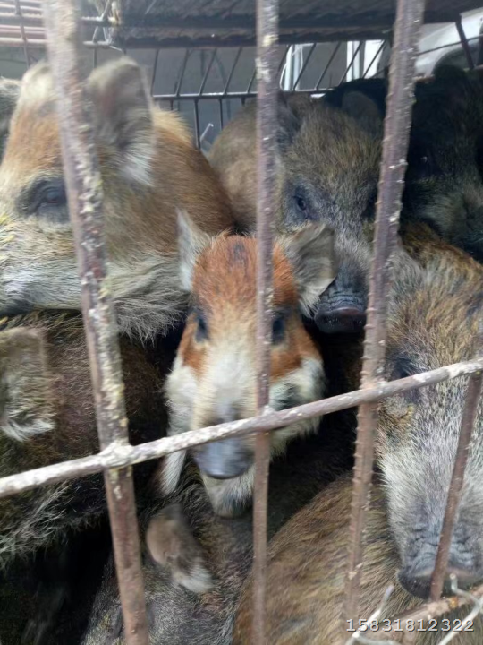济南野猪 山东**的野猪养殖交易中心 