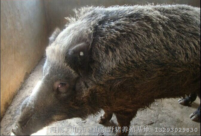 纯种野猪 纯种野猪苗 纯种野猪养殖！！！特价优惠 
