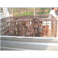 郑州野猪养殖场出售各种大小特种野猪及野猪肉 