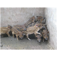 开封野猪价格洛阳野猪肉平顶山野猪养殖基地 