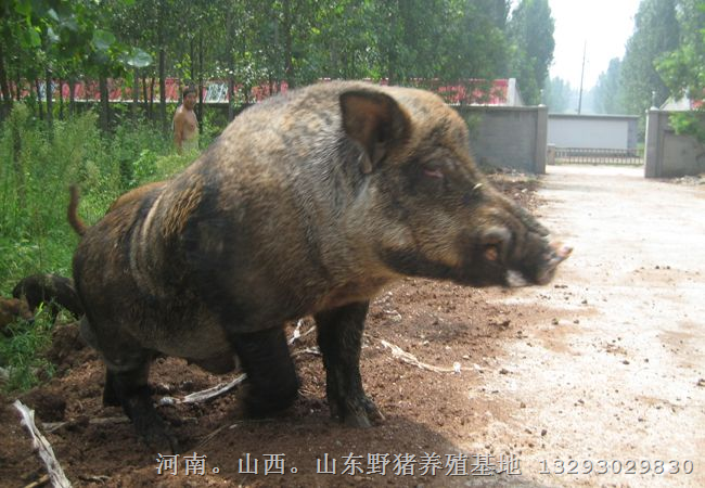 河南特种野猪-出售野猪肉及小野猪 