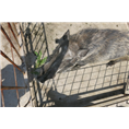 陕西野猪养殖基地提供**的野猪养殖技术 