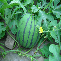 保定水果蔬菜批发市场