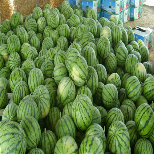 河北西瓜种植a保定西瓜代办